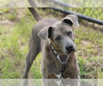 Small Photo #2 Labrador Retriever Puppy For Sale in Ocala, FL, USA