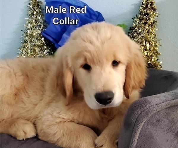 Medium Photo #1 Golden Retriever Puppy For Sale in MERCED, CA, USA