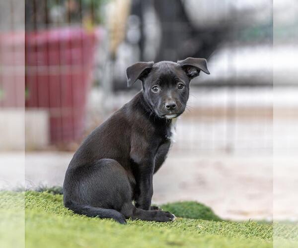 Medium Photo #4 Labrador Retriever-Unknown Mix Puppy For Sale in San Diego, CA, USA