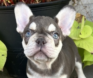 French Bulldog Puppy for sale in KANSAS CITY, MO, USA
