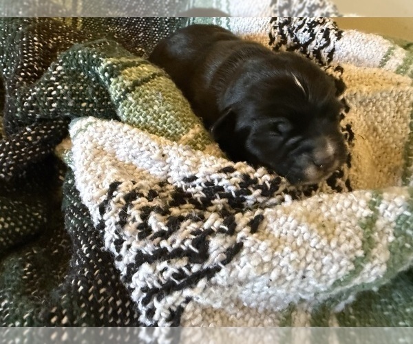 Medium Photo #14 Dachshund Puppy For Sale in DOTHAN, AL, USA