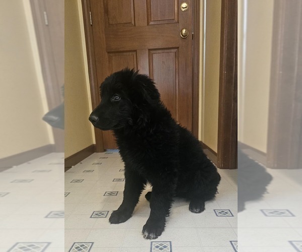Medium Photo #3 German Shepherd Dog Puppy For Sale in JERSEYVILLE, IL, USA