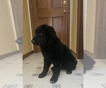 Small #2 German Shepherd Dog