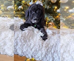 Bernedoodle (Miniature) Puppy for sale in SPICEWOOD, TX, USA