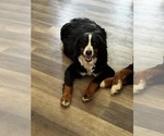 Small #1 Bernese Mountain Dog