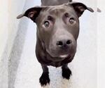 Small #1 Labrador Retriever Mix