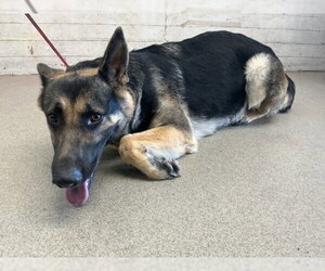 German Shepherd Dog Dogs for adoption in San Bernardino, CA, USA