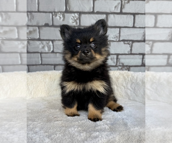 Medium Photo #7 Pomeranian Puppy For Sale in OCALA, FL, USA
