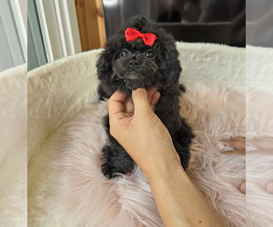 Poodle (Toy) Puppy for sale in Uijeongbu-si, Gyeonggi-do, Korea, South