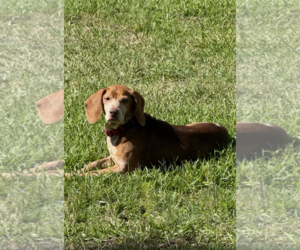 Beagle Dogs for adoption in Tampa, FL, USA