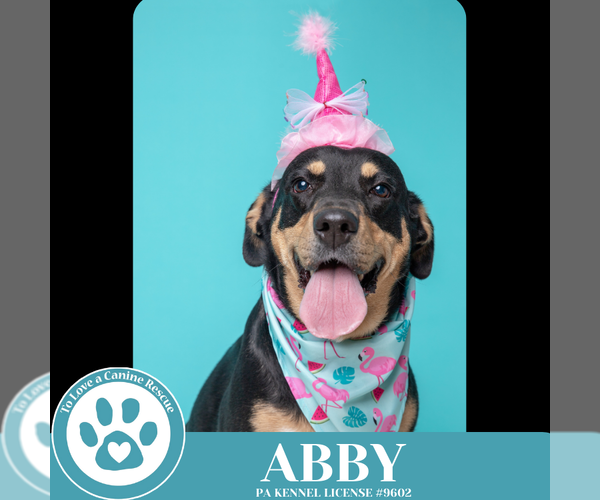 Medium Photo #45 Mutt Puppy For Sale in Kimberton, PA, USA