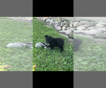 Half Pint - Male Pomapoo (Toy) Puppy for Sale - Photo #3