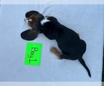 Small #5 Basset Hound