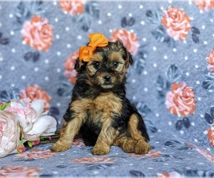 YorkiePoo-Yorkshire Terrier Mix Puppy for sale in CHRISTIANA, PA, USA