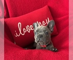 Small Photo #3 French Bulldog Puppy For Sale in LATHROP, CA, USA