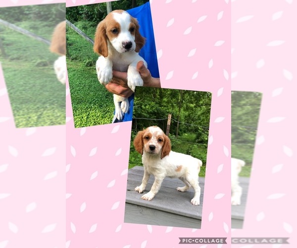 Medium Photo #1 Brittany Puppy For Sale in BLOUNTVILLE, TN, USA