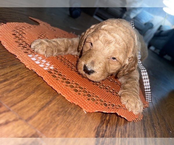 Medium Photo #2 Goldendoodle Puppy For Sale in RESACA, GA, USA