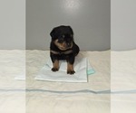 Puppy Light Blue Male Rottweiler