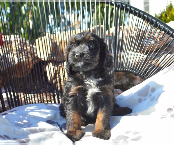 Medium Photo #22 Cavapoo Puppy For Sale in ELIZABETHTOWN, PA, USA