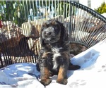 Small #1 Cavapoo