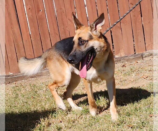 Medium Photo #4 German Shepherd Dog-Unknown Mix Puppy For Sale in Wetumpka, AL, USA