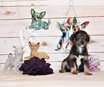 Small #3 Chihuahua