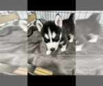 Small Photo #10 Siberian Husky Puppy For Sale in BUTLER, NJ, USA