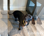 Small #2 Dachshund