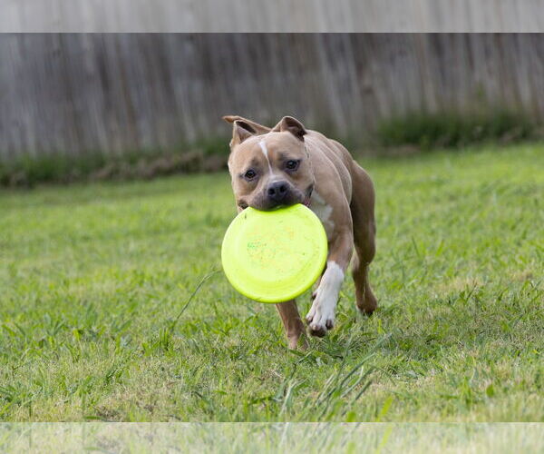 Medium Photo #8 American Pit Bull Terrier-Unknown Mix Puppy For Sale in Munford, TN, USA