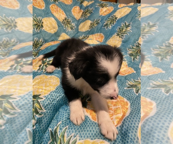 Medium Photo #23 Border Collie Puppy For Sale in AIKEN, SC, USA
