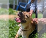 Small #29 Black Mouth Cur Mix
