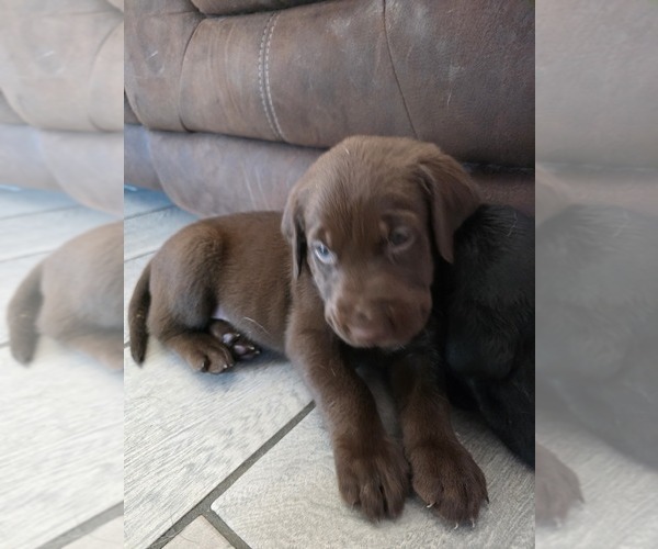 Medium Photo #26 Labrador Retriever Puppy For Sale in SHELBYVILLE, IN, USA