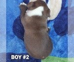 Small #16 Boston Terrier