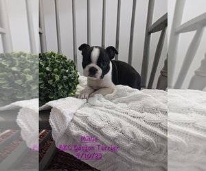 Boston Terrier Puppy for Sale in TOPEKA, Indiana USA
