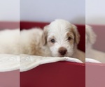 Puppy Leo Saint Berdoodle
