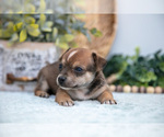 Small #3 Chihuahua-Chorkie Mix