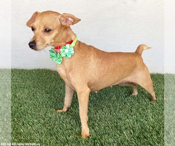 Medium Photo #2 Chipin Puppy For Sale in San Diego, CA, USA