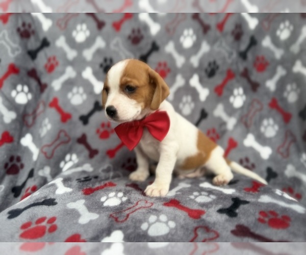 Medium Photo #8 Cavalier King Charles Spaniel-Jack Russell Terrier Mix Puppy For Sale in LAKELAND, FL, USA