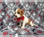 Small #7 Cavalier King Charles Spaniel-Jack Russell Terrier Mix