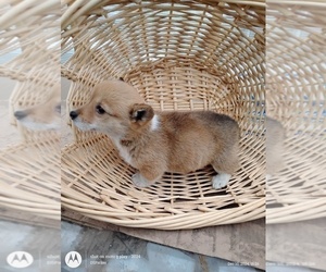 Pembroke Welsh Corgi Puppy for sale in MANTON, MI, USA