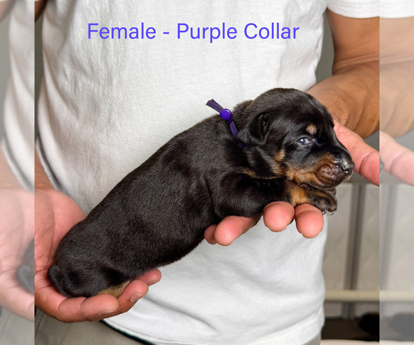 Medium Photo #11 Doberman Pinscher Puppy For Sale in LAKELAND, FL, USA