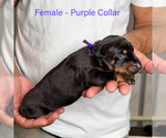 Small #10 Doberman Pinscher