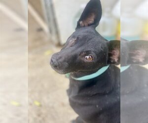 Rat Terrier-Unknown Mix Dogs for adoption in Newport Beach, CA, USA