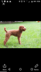 Small Photo #1 Brittany-Poodle (Miniature) Mix Puppy For Sale in CUBA, IL, USA