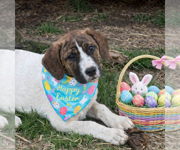 Medium Photo #2 Borador Puppy For Sale in Yardley, PA, USA