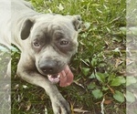 Small Photo #1 Cane Corso Puppy For Sale in BETHLEHEM, PA, USA