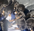Small Photo #12 Doberman Pinscher Puppy For Sale in SUISUN CITY, CA, USA