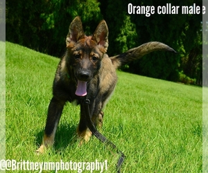 German Shepherd Dog-Siberian Husky Mix Puppy for sale in MULBERRY, FL, USA