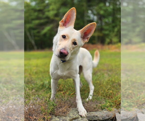 Medium Photo #2 German Shepherd Dog Puppy For Sale in Westminster, MA, USA