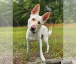 Small #1 German Shepherd Dog